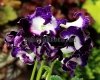 Streptocarpus DS-PEGAS 